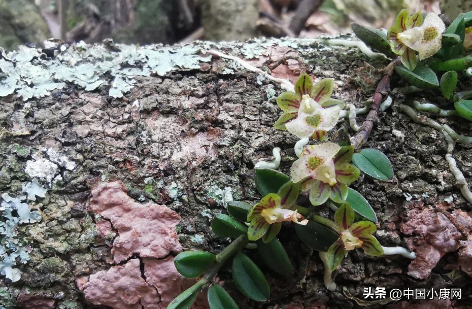 必看盘点揭秘!熊猫四川游戏透视辅助”(原来真的有挂)-知乎 