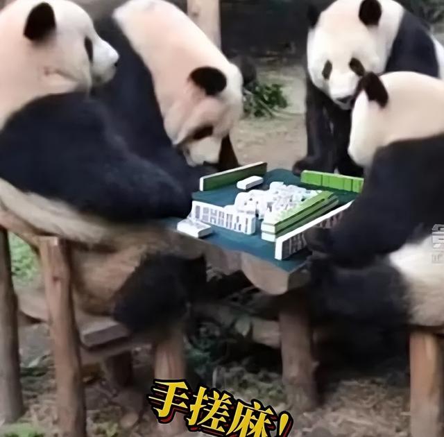 5分钟教会你“我玩熊猫麻将10打9输-哔哩哔哩 