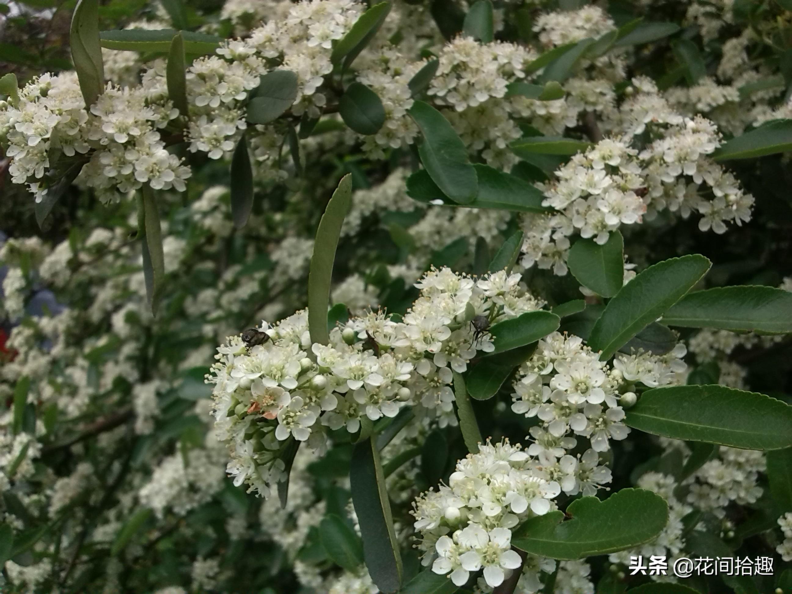 实测分享“金花识牌软件新仪器设备《详细教程 新浪科技》