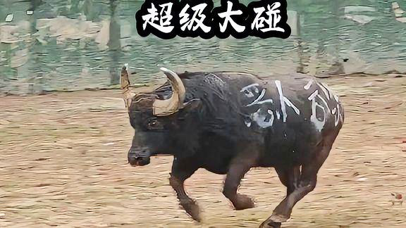 5分钟教会你“实用斗牛是怎么搞,给自己发的是牛一《我来教教你怎么赢 》