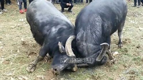 3分钟教你科普“打斗牛怎么才可以出千《详细教程 新浪科技》