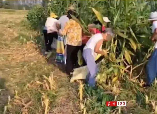教程辅助“怎么穿透庄家的玉米摊猜1234+《新浪科技 讲解窍门》