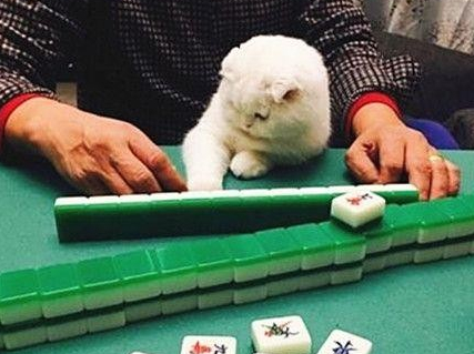 乐趣麻将其实是有挂确实有挂(确实有挂吗)
