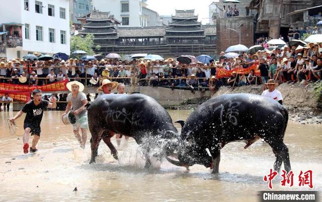 5分钟教会你“斗牛怎么洗牌打色保自己大—详细解说+新浪科技