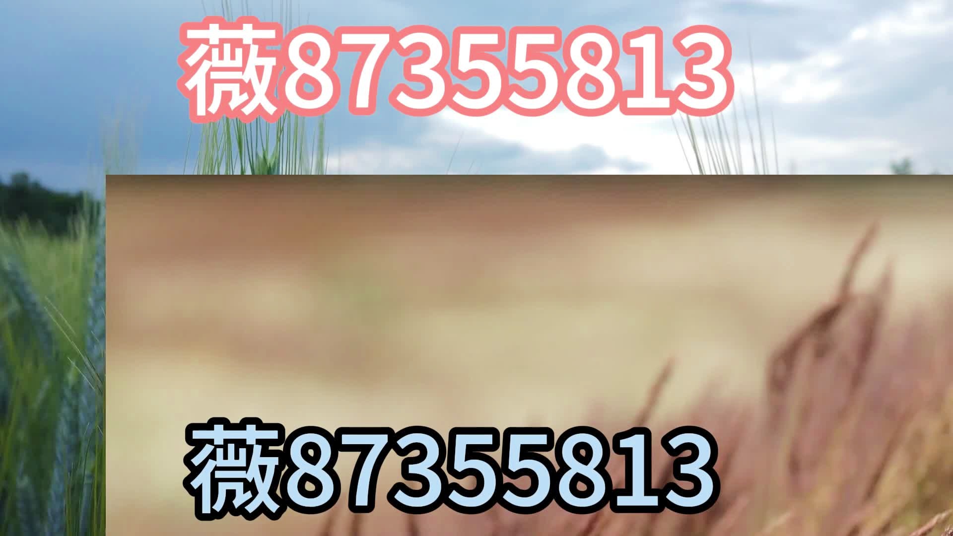 一分钟教你“普通万能全自动麻将机遥控器《新浪科技 讲解窍门》