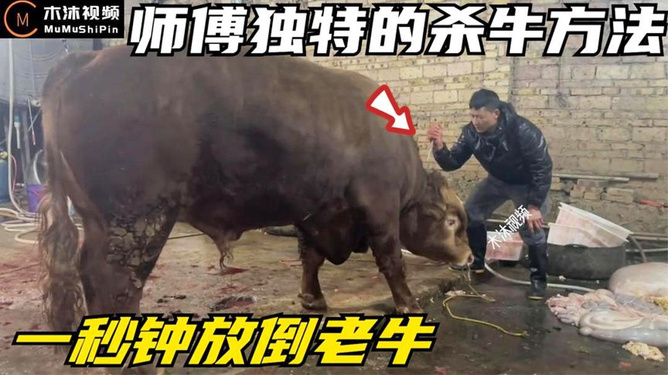 5分钟教会你“斗牛最简单出 老 千技巧讲解_《爱问知识人 使用说明》